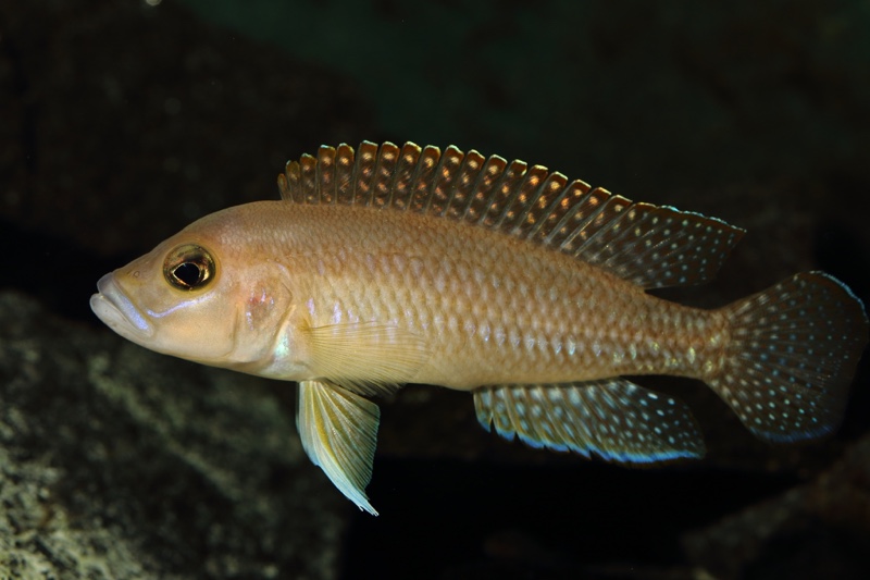 Neolamprologus sp. 'ventralis kasanga' Chituta Bay